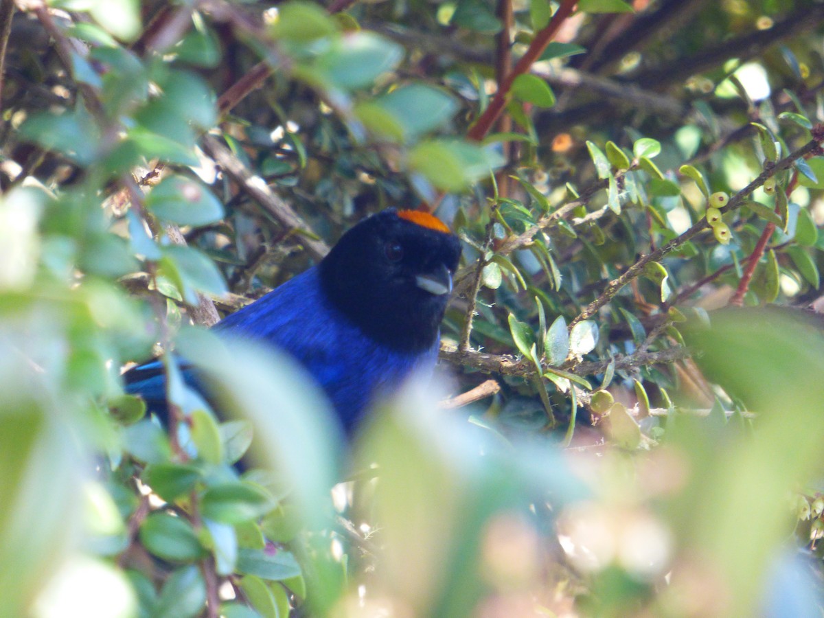 Golden-crowned Tanager - ML370932351