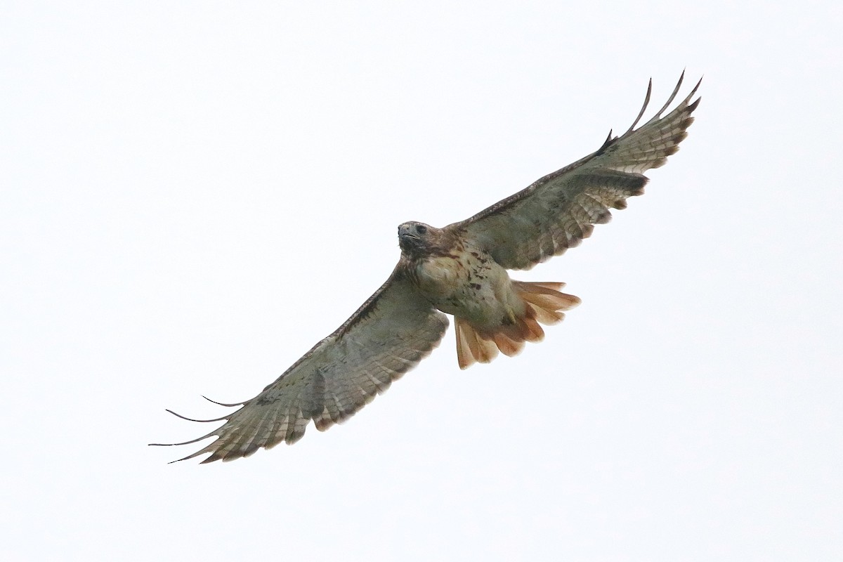 Red-tailed Hawk - ML370932491