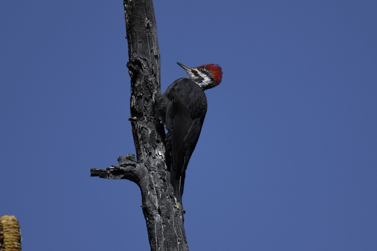 Pileated Woodpecker - ML370941351