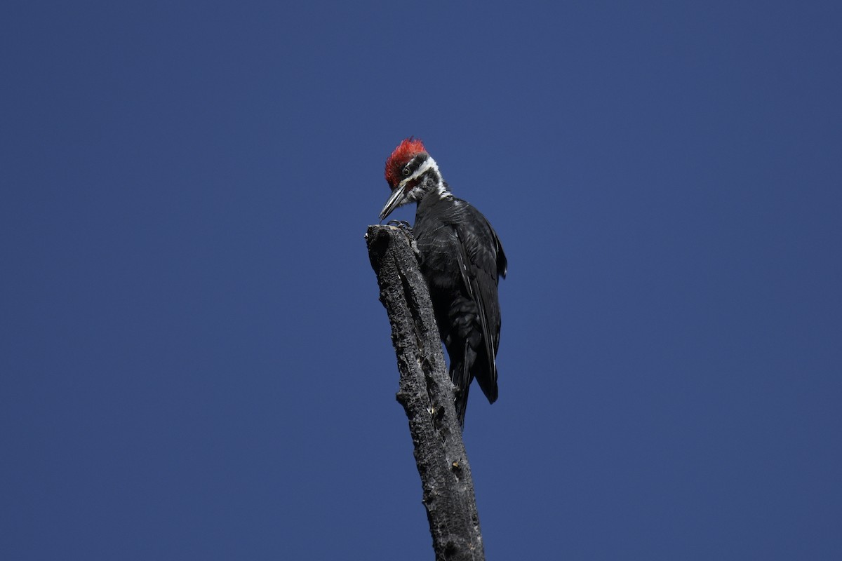 Pileated Woodpecker - ML370941361