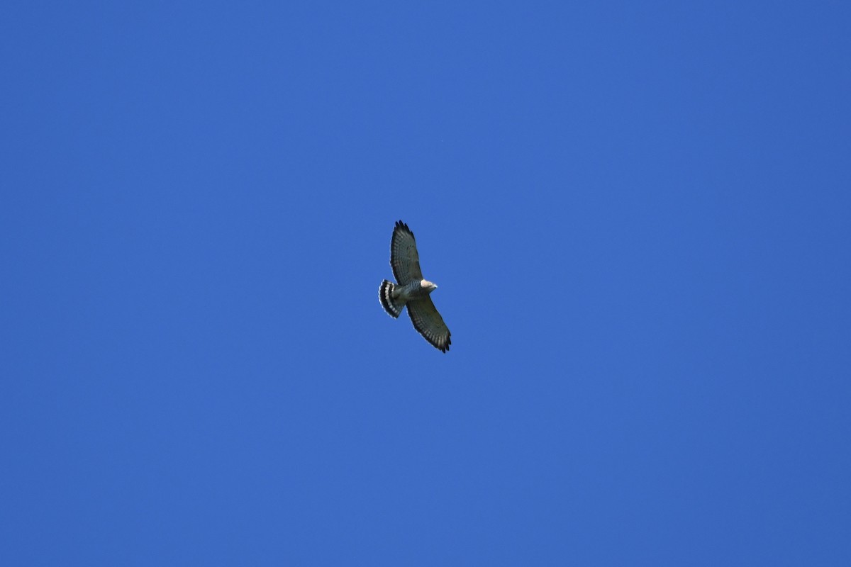 Broad-winged Hawk - ML370943171