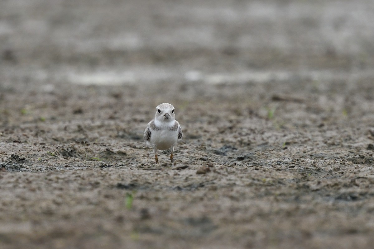 Piping Plover - Vern Wilkins 🦉