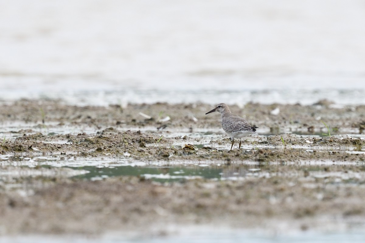 Red Knot - ML370946111