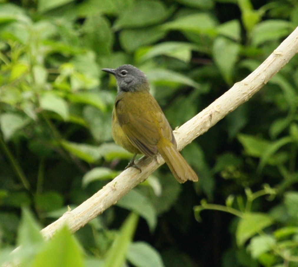 Western Mountain Greenbul - Jacob C. Cooper