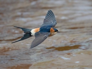  - Red-rumped Swallow