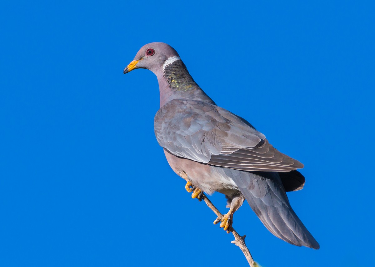 Band-tailed Pigeon - ML370955811