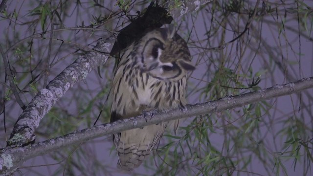Striped Owl - ML370957581
