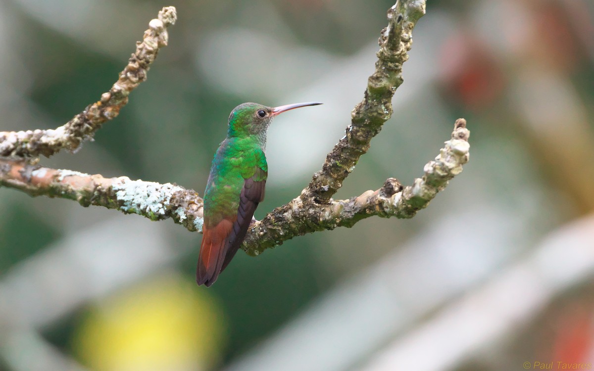 Rufous-tailed Hummingbird - Paul Tavares