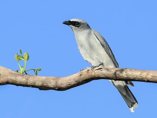  - White-bellied Cuckooshrike