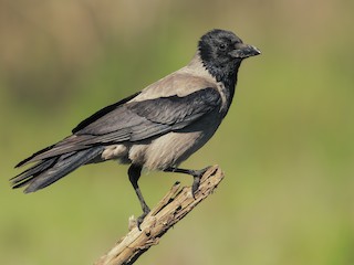  - Hooded Crow
