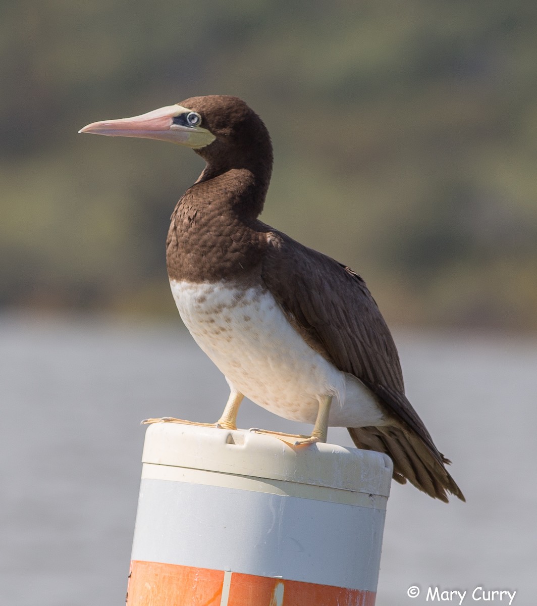 Brown Booby - Mary Curry