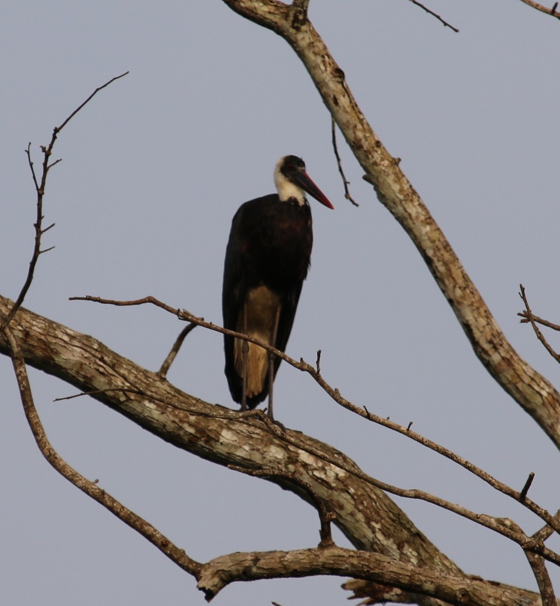 African Woolly-necked Stork - ML37096941