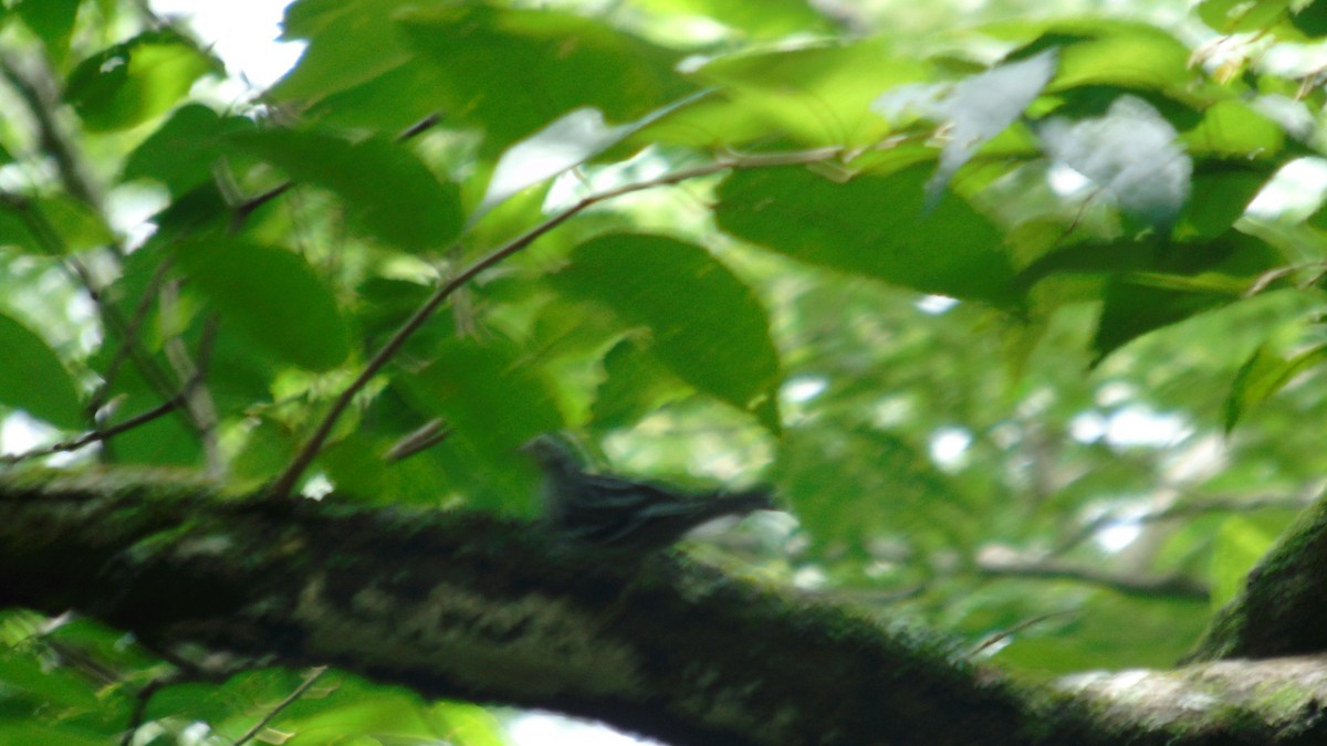 Black-and-white Warbler - ML370975011