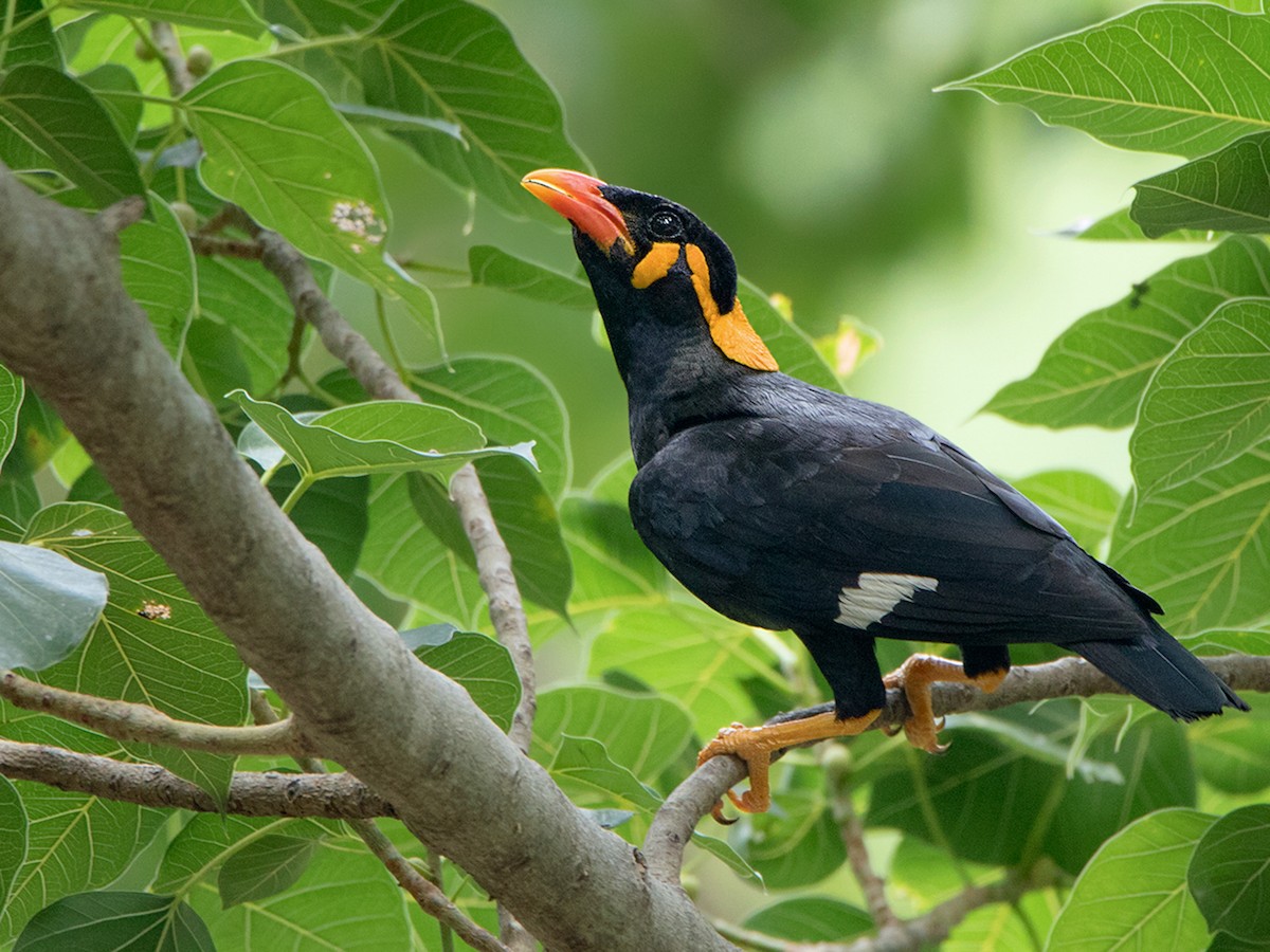 Hill Myna