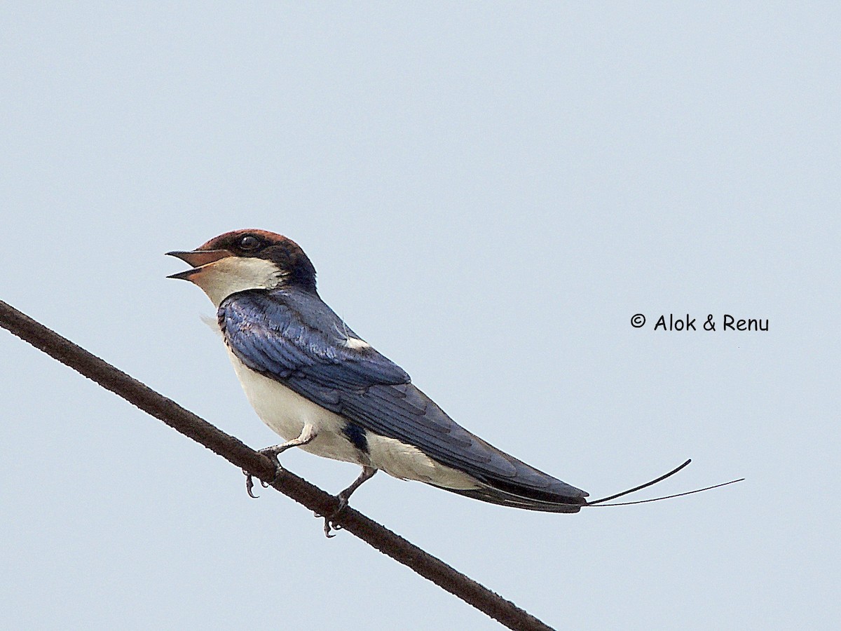 Wire-tailed Swallow - Alok Tewari