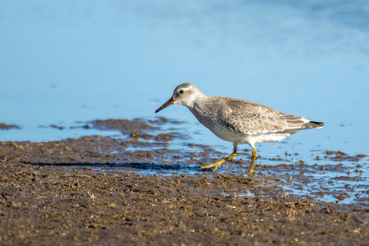 Red Knot - ML370981641