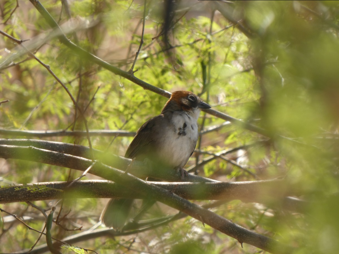 Rusty-crowned Ground-Sparrow - Luis Carretero Bonilla