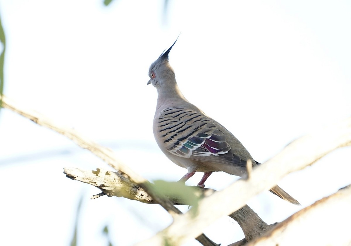 Crested Pigeon - ML370987451