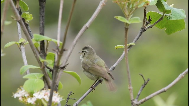  - Tytler's Leaf Warbler