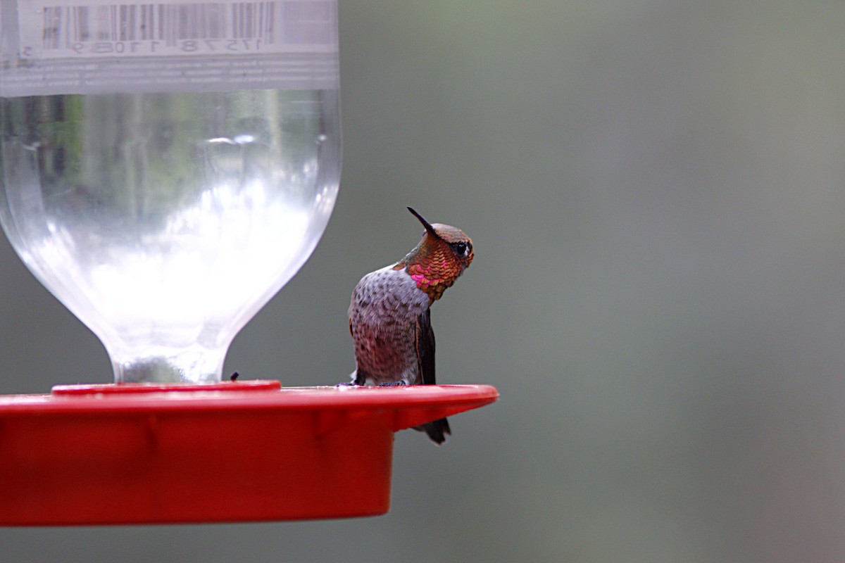 Anna's Hummingbird - ML37099161