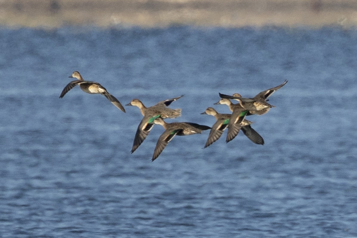 Green-winged Teal - Kathryn McGiffen