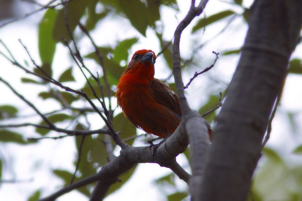 Hepatic Tanager - ML37099291