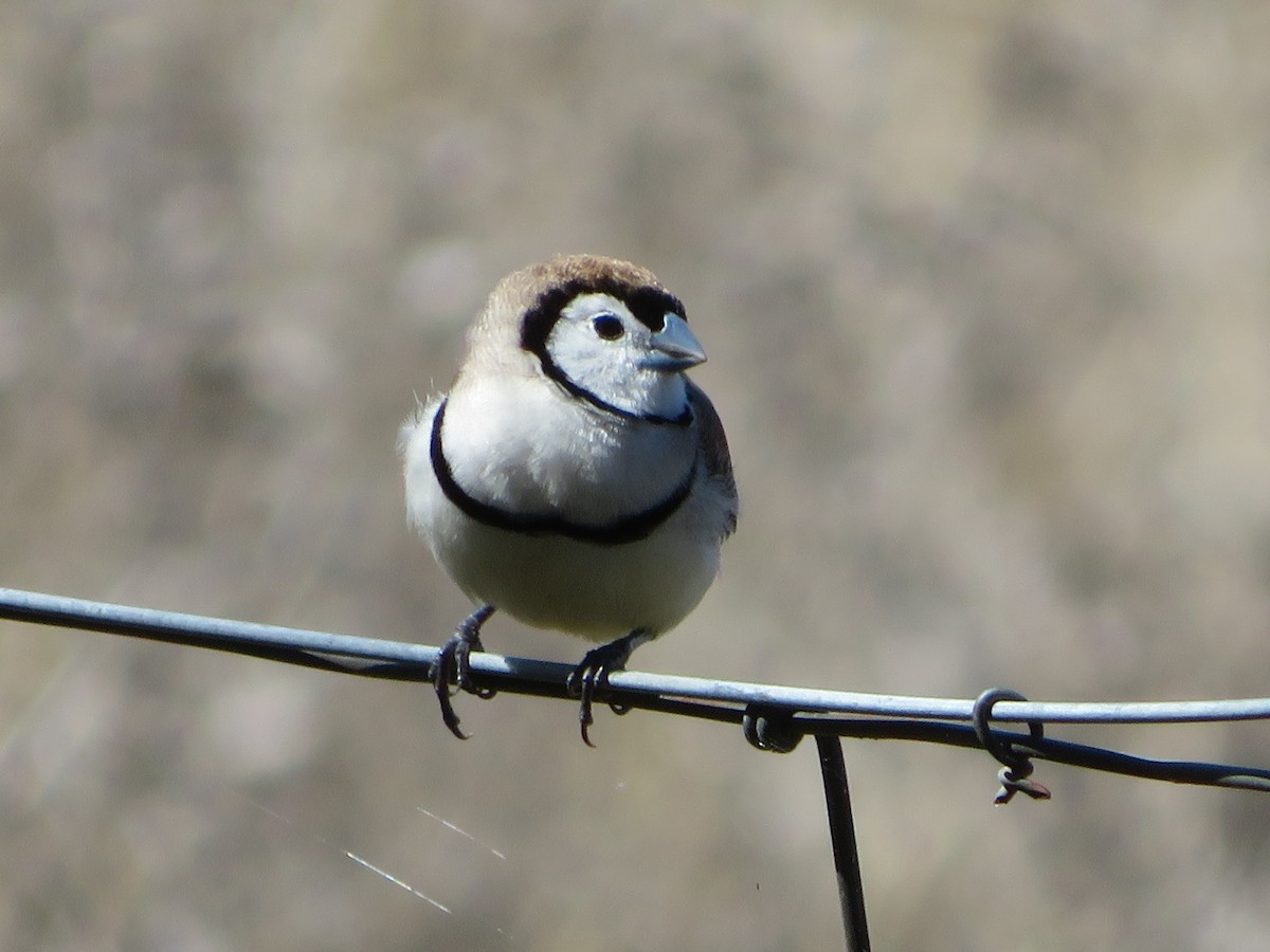 Double-barred Finch - Christine D