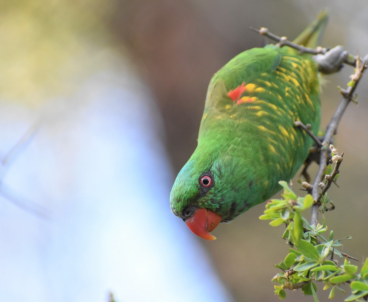 Scaly-breasted Lorikeet - Leo Norman