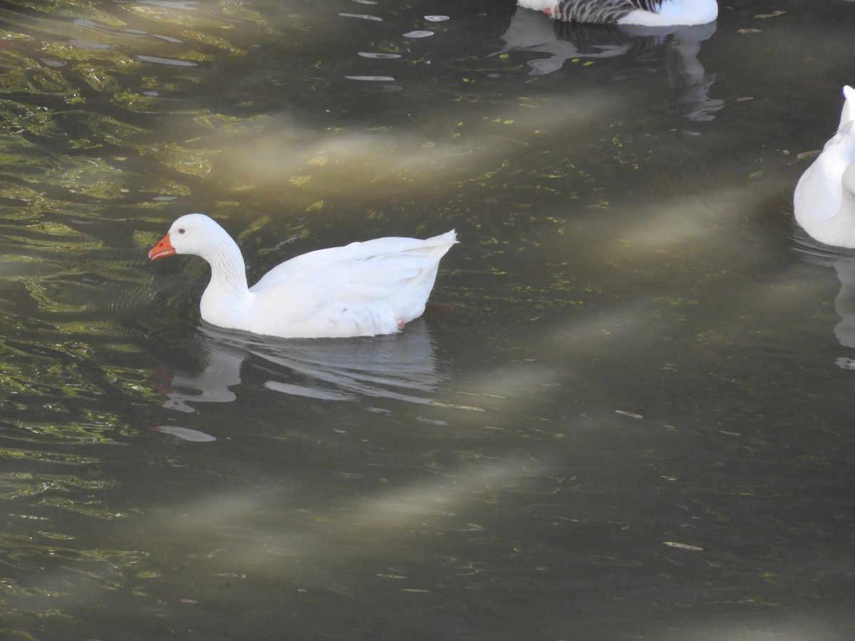 Graylag Goose (Domestic type) - Ricardo Bedia