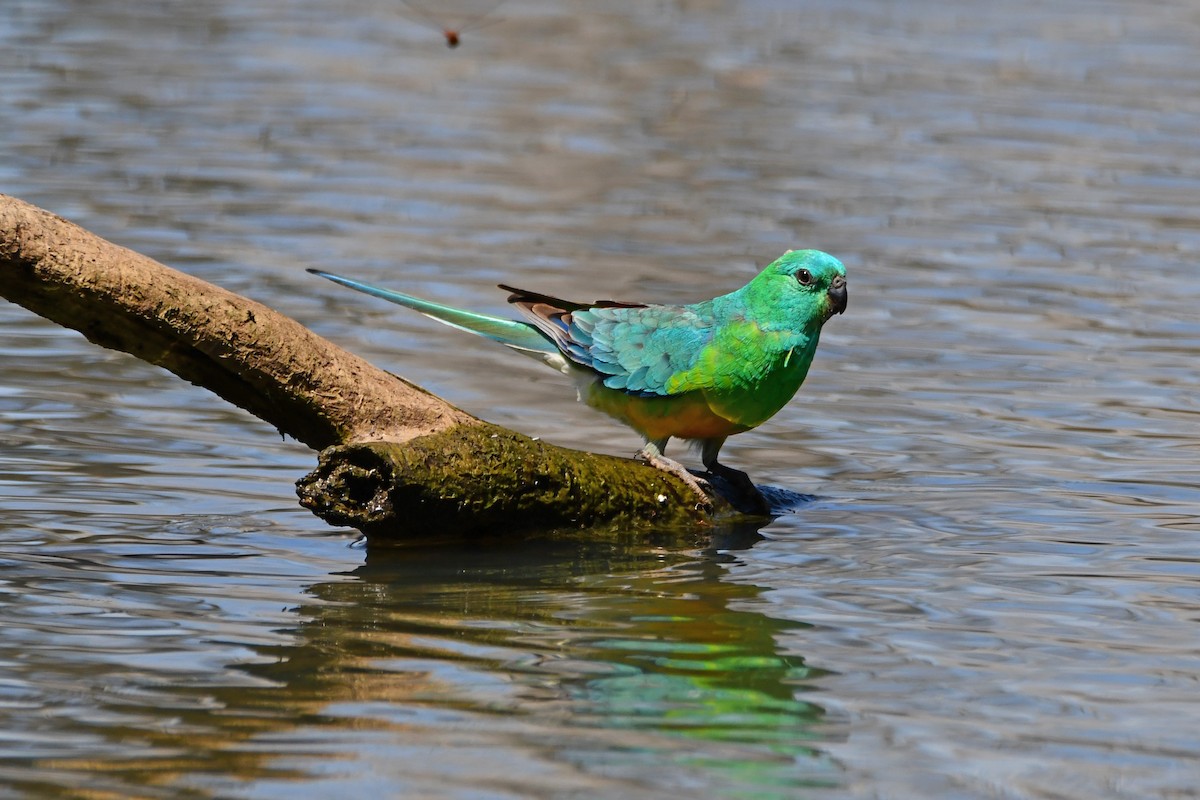 Red-rumped Parrot - ML370995921