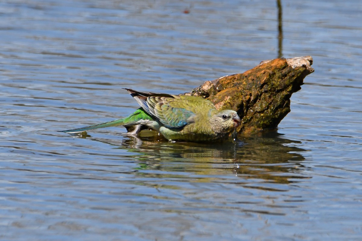 Red-rumped Parrot - ML370995941