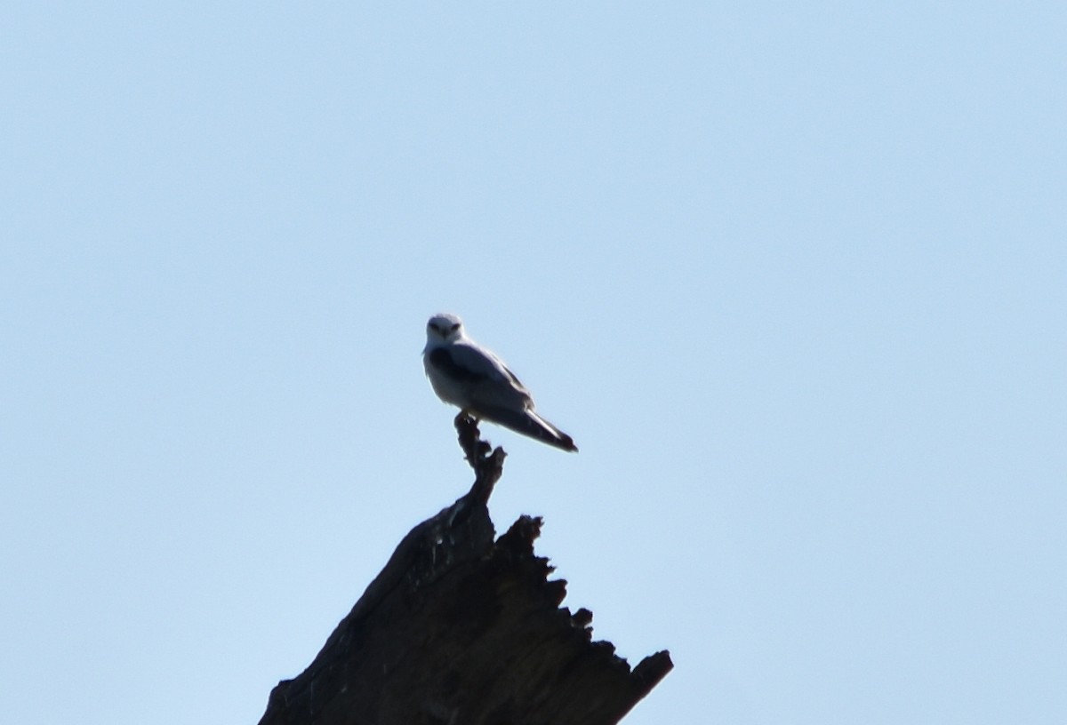 Black-shouldered Kite - Murray DELAHOY