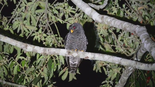 Black-banded Owl - ML371010071