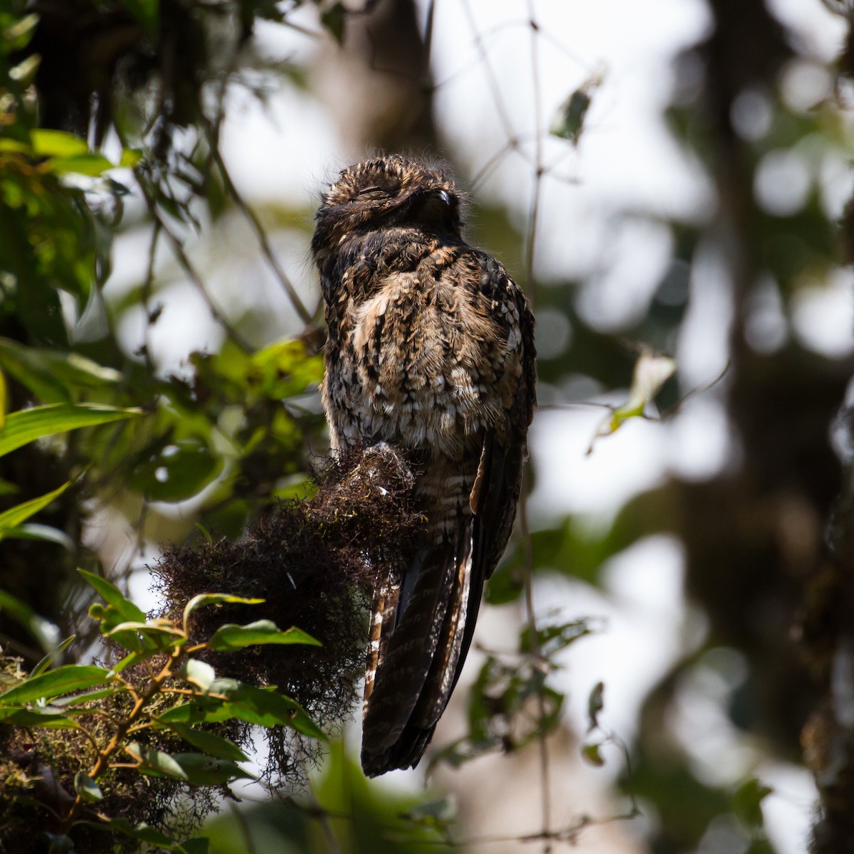 Andean Potoo - ML37101131