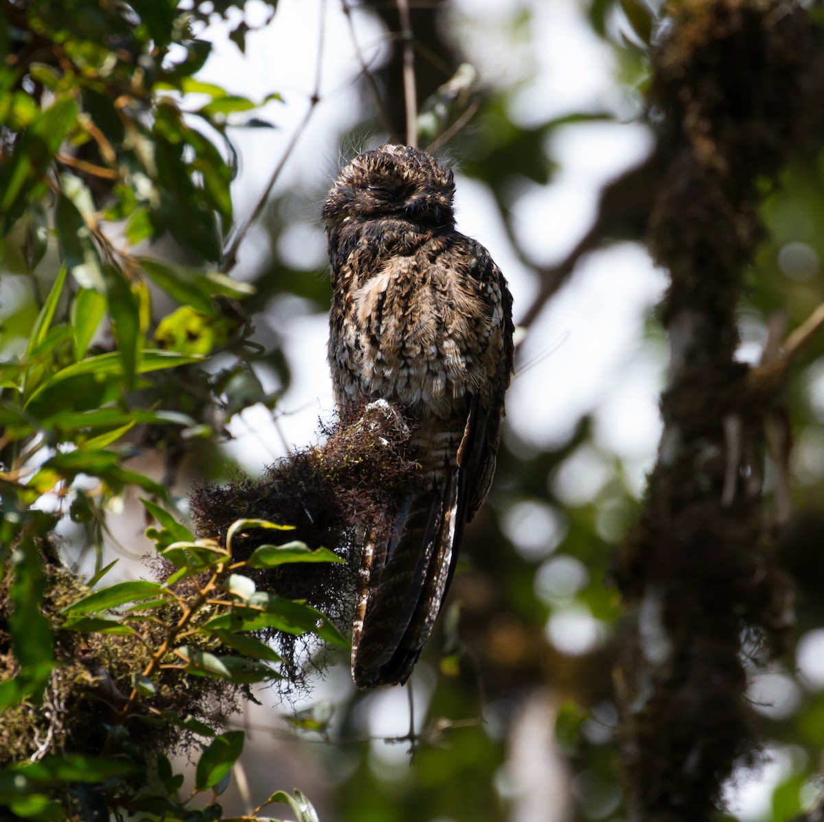 Andean Potoo - ML37101151