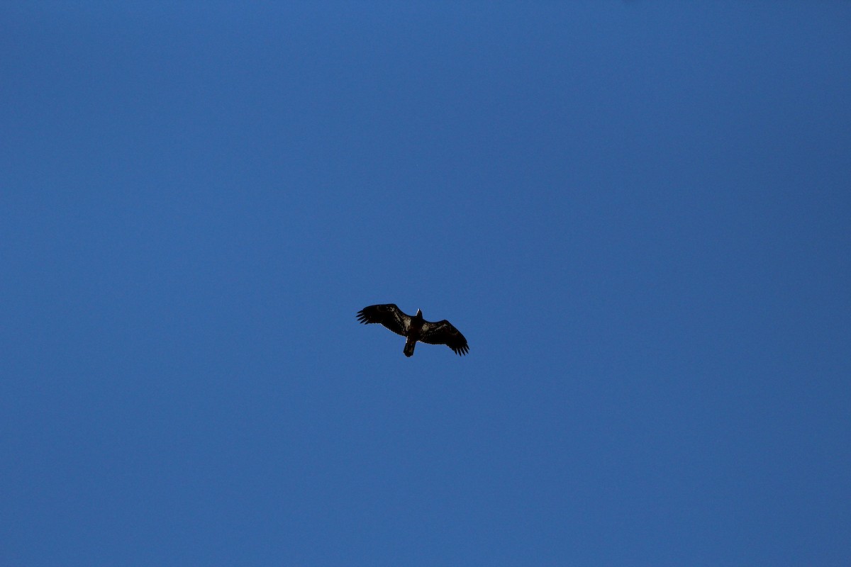 Bald Eagle - Sequoia Wrens