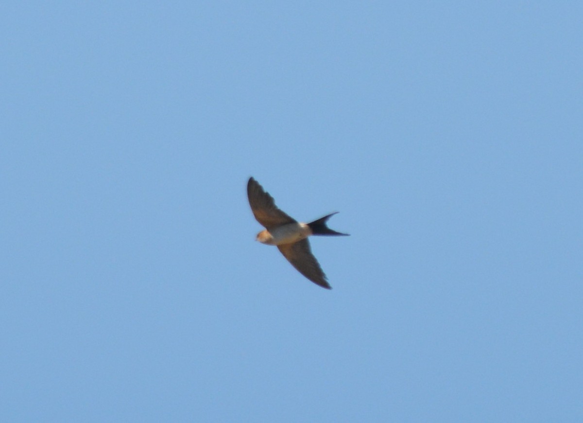 Red-rumped Swallow - ML371016671