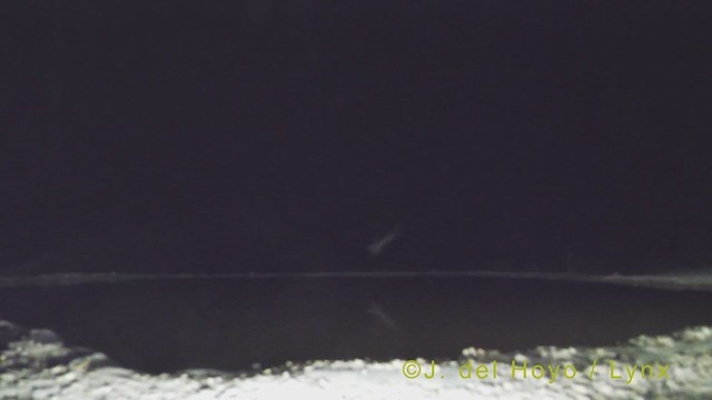 Nachtschwalbe - ML371029261