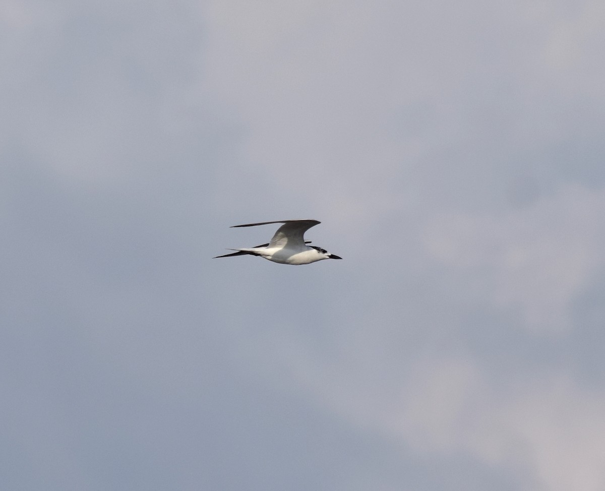 Gull-billed Tern - Noyu Aida