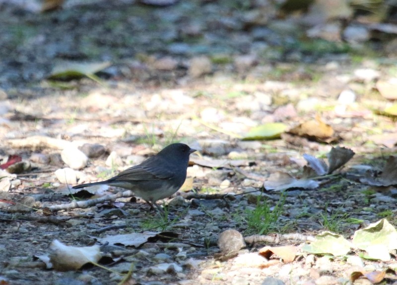Dark-eyed Junco (Slate-colored) - Stan Lilley