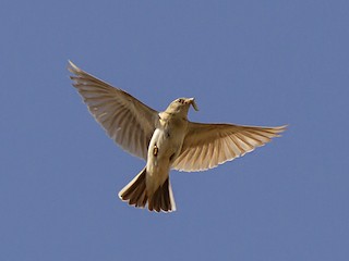 นกเต็มวัย - Gombobaatar Sundev - ML371035951