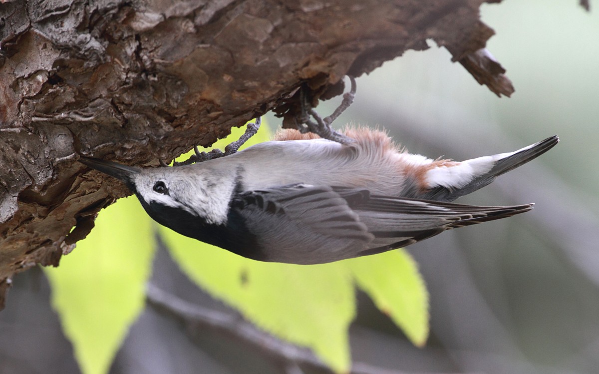 White-breasted Nuthatch - Charles  Carlson