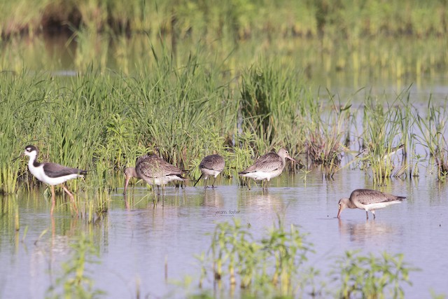 Small flocks are reported in Trinidad in October. - Hudsonian Godwit - 