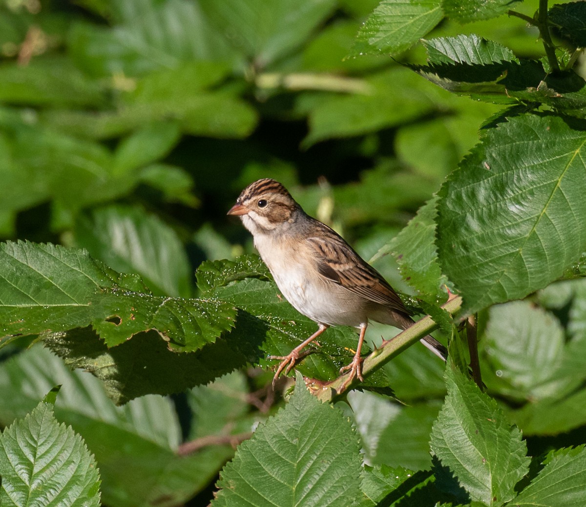 Clay-colored Sparrow - Jason Barcus