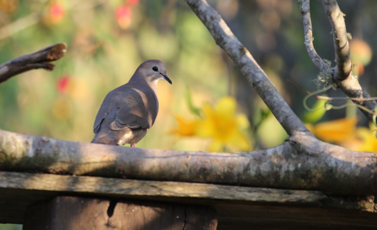 Large-tailed Dove - ML371039421