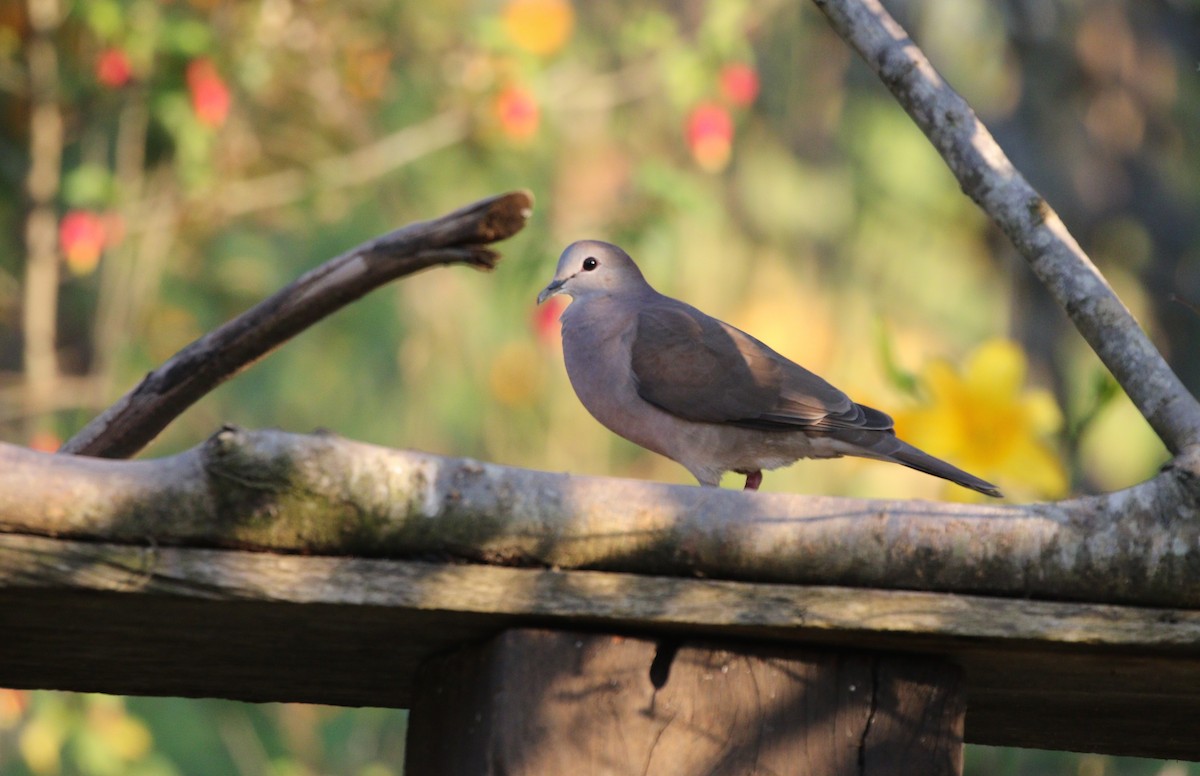 Large-tailed Dove - ML371039431