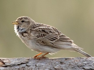 uzun kokrak uchlari bolgan ayollar