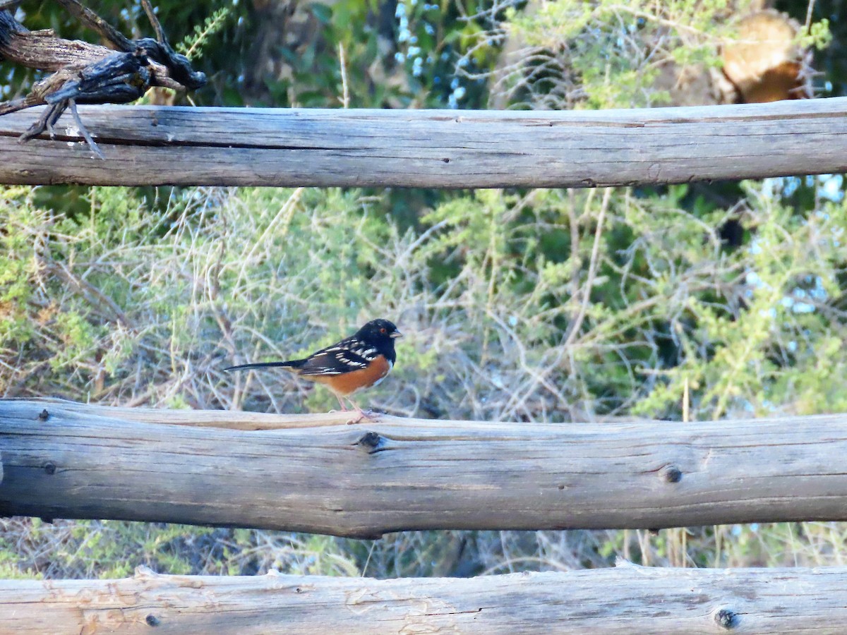 Spotted Towhee - ML371047371