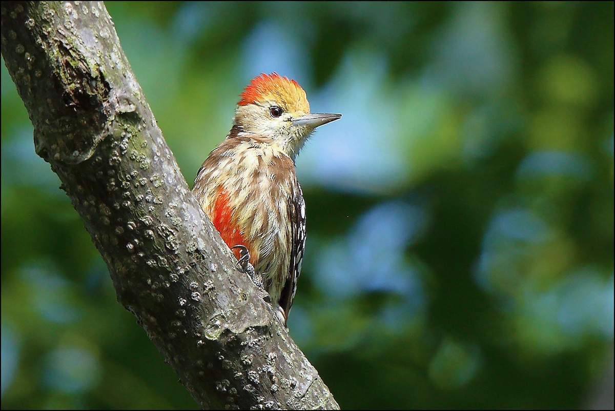 Yellow-crowned Woodpecker - ML371050161