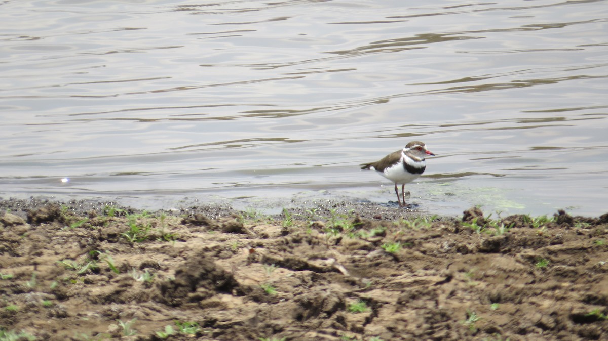 Three-banded Plover - ML371052201